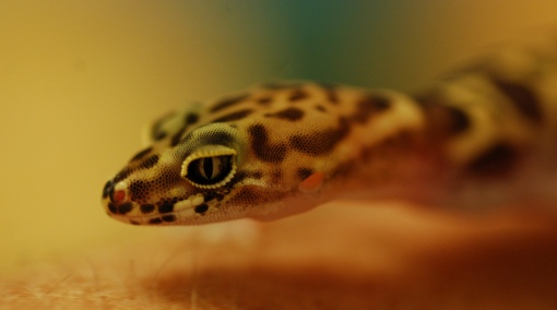 Southwest Banded Gecko
